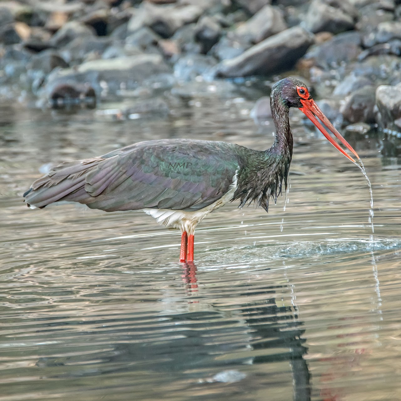 Black stork